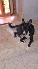 Cane di 8 mesi incrocio di pastore tedesco