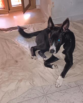 Cane di 8 mesi incrocio di pastore tedesco