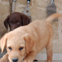 Cuccioli cane labrador