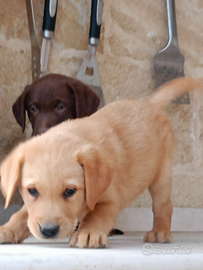 Cuccioli cane labrador