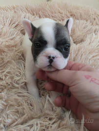 Bouledogue francese ( bulldog ) enci