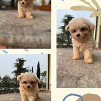 Maltipoo miele _ boom