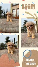 Maltipoo miele _ boom