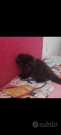 Persiano nero gattino