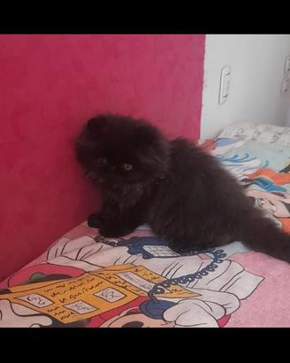 Persiano nero gattino