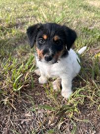 Jack Russell cresciuti in casa disponibili