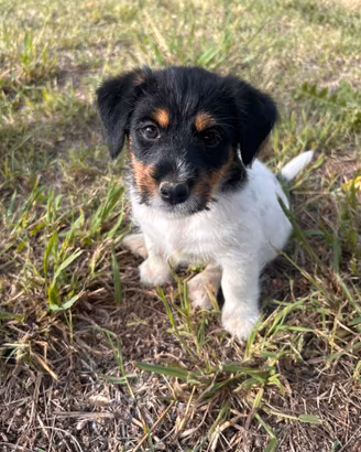 Jack Russell cresciuti in casa disponibili