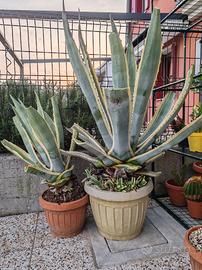 Tre Agave americane
