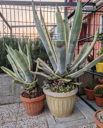 Tre Agave americane