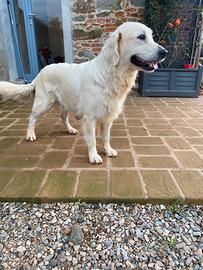 Golden retriever adulta