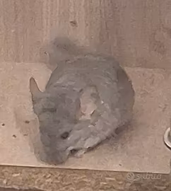 Cucciolo di cincillà
