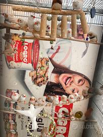 Diamantini bengalini