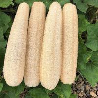 spugna luffa naturale 