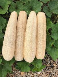 spugna luffa naturale 