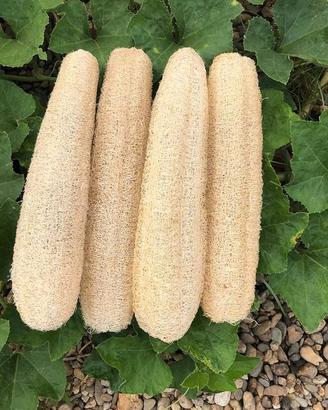 spugna luffa naturale 