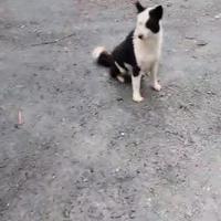 Cane da pastore piccola taglia