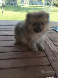 Spitz Pomerania