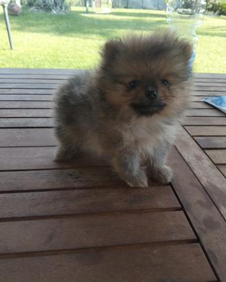 Spitz Pomerania