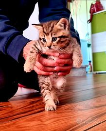 Gatto tigrato