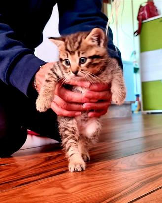 Gatto tigrato
