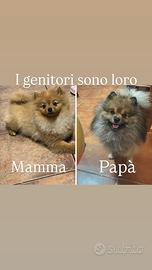 Cuccioli di Spitz nano/Pomeranian