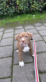 Cucciolo american pitbull terrier