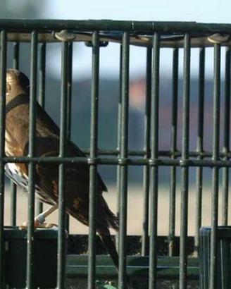 Uccelli Tordi da caccia