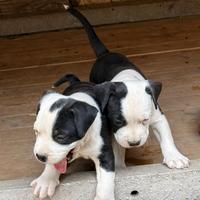 Cuccioli di american stafford