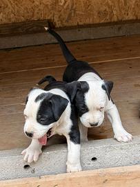 Cuccioli di american stafford