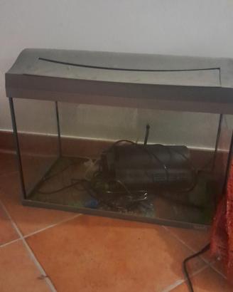 Acquario