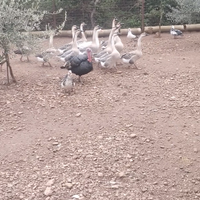 Oche cignoidi