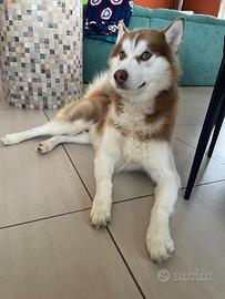 Husky siberiano