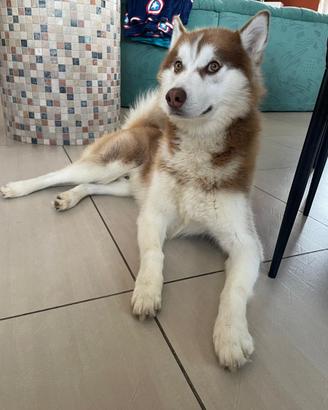 Husky siberiano