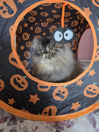 Cuccioli di razza persiana