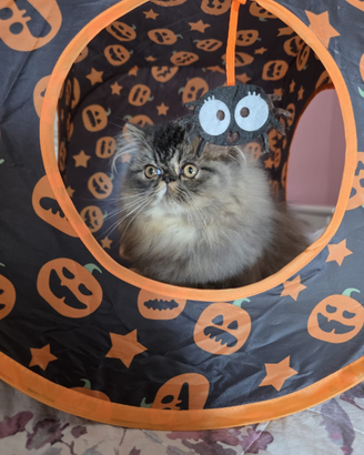 Cuccioli di razza persiana