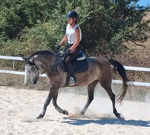 Pony