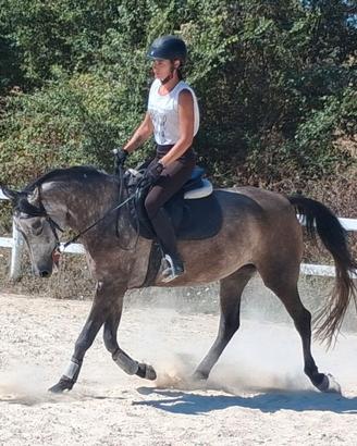 Pony