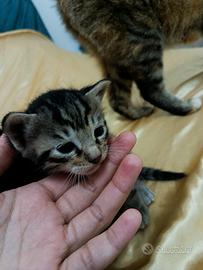 Gattini cucciolata 2 mesi