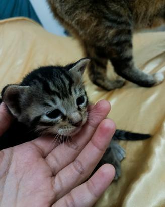 Gattini cucciolata 2 mesi
