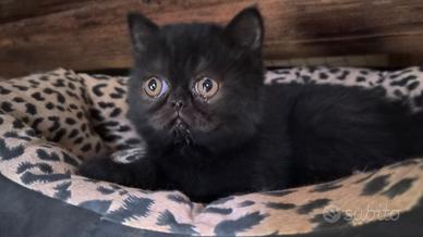 Gattina esotica Nera