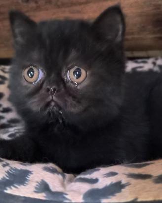 Gattina esotica Nera