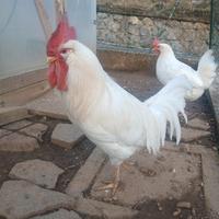 Gallo Livornese