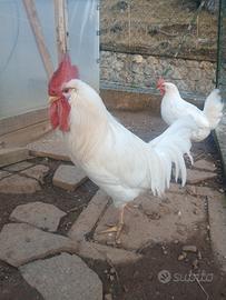Gallo Livornese