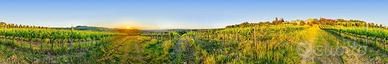 Terreno di 151110 m² a Montespertoli
