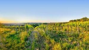 Terreno di 151110 m² a Montespertoli