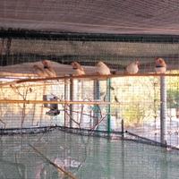 Diamante mandarino ed esotici