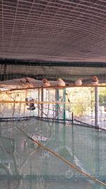 Diamante mandarino ed esotici