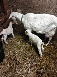 Capra con caprette