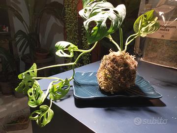 MONSTERA MONKEY MASK  KOKEDAMA 🌿