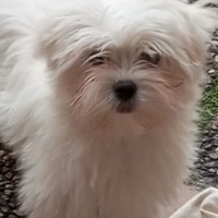 Maltese cucciolo